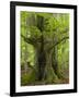 Old beech in the spring, Urwald Sababurg, Reinhardswald, Hessia, Germany-Michael Jaeschke-Framed Photographic Print