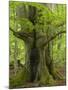 Old beech in the spring, Urwald Sababurg, Reinhardswald, Hessia, Germany-Michael Jaeschke-Mounted Photographic Print