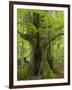 Old beech in the spring, Urwald Sababurg, Reinhardswald, Hessia, Germany-Michael Jaeschke-Framed Photographic Print