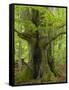 Old beech in the spring, Urwald Sababurg, Reinhardswald, Hessia, Germany-Michael Jaeschke-Framed Stretched Canvas