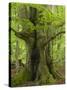 Old beech in the spring, Urwald Sababurg, Reinhardswald, Hessia, Germany-Michael Jaeschke-Stretched Canvas