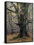 Old beech in the Urwald Sababurg, autumn, Reinhardswald, Hessia, Germany-Michael Jaeschke-Framed Stretched Canvas