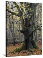 Old beech in the Urwald Sababurg, autumn, Reinhardswald, Hessia, Germany-Michael Jaeschke-Stretched Canvas