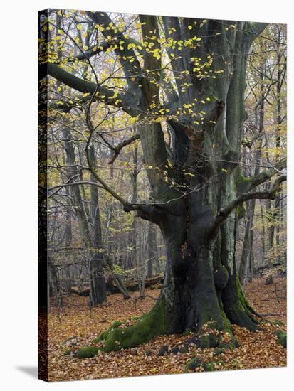Old beech in the Urwald Sababurg, autumn, Reinhardswald, Hessia, Germany-Michael Jaeschke-Stretched Canvas