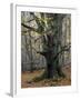 Old beech in the Urwald Sababurg, autumn, Reinhardswald, Hessia, Germany-Michael Jaeschke-Framed Photographic Print