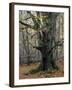 Old beech in the Urwald Sababurg, autumn, Reinhardswald, Hessia, Germany-Michael Jaeschke-Framed Photographic Print