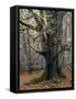 Old beech in the Urwald Sababurg, autumn, Reinhardswald, Hessia, Germany-Michael Jaeschke-Framed Stretched Canvas