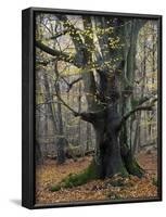 Old beech in the Urwald Sababurg, autumn, Reinhardswald, Hessia, Germany-Michael Jaeschke-Framed Photographic Print