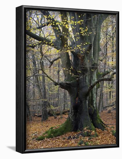 Old beech in the Urwald Sababurg, autumn, Reinhardswald, Hessia, Germany-Michael Jaeschke-Framed Photographic Print