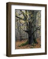 Old beech in the Urwald Sababurg, autumn, Reinhardswald, Hessia, Germany-Michael Jaeschke-Framed Photographic Print