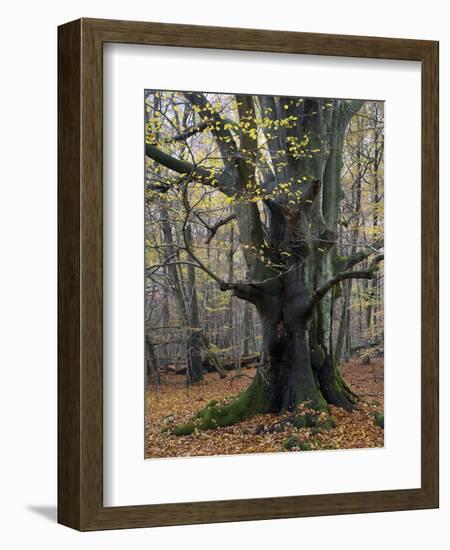 Old beech in the Urwald Sababurg, autumn, Reinhardswald, Hessia, Germany-Michael Jaeschke-Framed Photographic Print