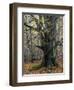 Old beech in the Urwald Sababurg, autumn, Reinhardswald, Hessia, Germany-Michael Jaeschke-Framed Photographic Print