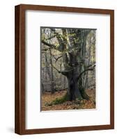 Old beech in the Urwald Sababurg, autumn, Reinhardswald, Hessia, Germany-Michael Jaeschke-Framed Photographic Print