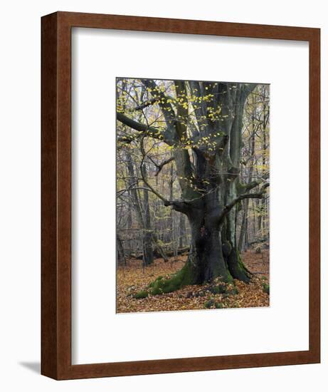 Old beech in the Urwald Sababurg, autumn, Reinhardswald, Hessia, Germany-Michael Jaeschke-Framed Photographic Print