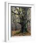 Old beech in the Urwald Sababurg, autumn, Reinhardswald, Hessia, Germany-Michael Jaeschke-Framed Photographic Print