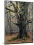 Old beech in the Urwald Sababurg, autumn, Reinhardswald, Hessia, Germany-Michael Jaeschke-Mounted Photographic Print