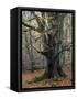 Old beech in the Urwald Sababurg, autumn, Reinhardswald, Hessia, Germany-Michael Jaeschke-Framed Stretched Canvas