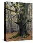 Old beech in the Urwald Sababurg, autumn, Reinhardswald, Hessia, Germany-Michael Jaeschke-Stretched Canvas