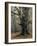 Old beech in the Urwald Sababurg, autumn, Reinhardswald, Hessia, Germany-Michael Jaeschke-Framed Photographic Print