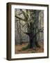 Old beech in the Urwald Sababurg, autumn, Reinhardswald, Hessia, Germany-Michael Jaeschke-Framed Photographic Print