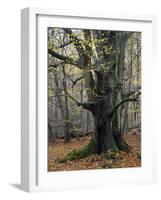 Old beech in the Urwald Sababurg, autumn, Reinhardswald, Hessia, Germany-Michael Jaeschke-Framed Photographic Print