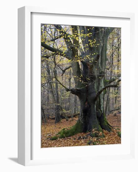 Old beech in the Urwald Sababurg, autumn, Reinhardswald, Hessia, Germany-Michael Jaeschke-Framed Photographic Print