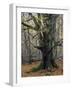 Old beech in the Urwald Sababurg, autumn, Reinhardswald, Hessia, Germany-Michael Jaeschke-Framed Photographic Print