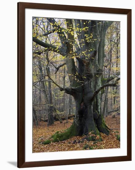 Old beech in the Urwald Sababurg, autumn, Reinhardswald, Hessia, Germany-Michael Jaeschke-Framed Photographic Print