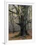 Old beech in the Urwald Sababurg, autumn, Reinhardswald, Hessia, Germany-Michael Jaeschke-Framed Photographic Print