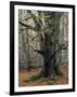 Old beech in the Urwald Sababurg, autumn, Reinhardswald, Hessia, Germany-Michael Jaeschke-Framed Photographic Print