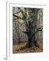 Old beech in the Urwald Sababurg, autumn, Reinhardswald, Hessia, Germany-Michael Jaeschke-Framed Photographic Print