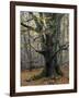 Old beech in the Urwald Sababurg, autumn, Reinhardswald, Hessia, Germany-Michael Jaeschke-Framed Photographic Print