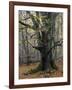 Old beech in the Urwald Sababurg, autumn, Reinhardswald, Hessia, Germany-Michael Jaeschke-Framed Photographic Print