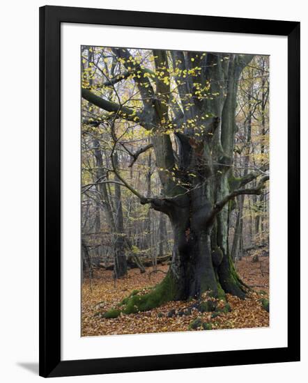 Old beech in the Urwald Sababurg, autumn, Reinhardswald, Hessia, Germany-Michael Jaeschke-Framed Photographic Print