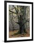 Old beech in the Urwald Sababurg, autumn, Reinhardswald, Hessia, Germany-Michael Jaeschke-Framed Photographic Print