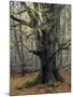 Old beech in the Urwald Sababurg, autumn, Reinhardswald, Hessia, Germany-Michael Jaeschke-Mounted Photographic Print