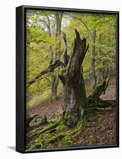 Old beech, Kellerwald-Edersee National Park, Paradies, Kellerwald, Hessia, Germany-Michael Jaeschke-Framed Photographic Print