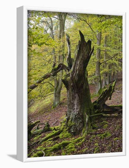 Old beech, Kellerwald-Edersee National Park, Paradies, Kellerwald, Hessia, Germany-Michael Jaeschke-Framed Photographic Print