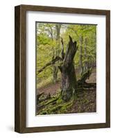 Old beech, Kellerwald-Edersee National Park, Paradies, Kellerwald, Hessia, Germany-Michael Jaeschke-Framed Photographic Print