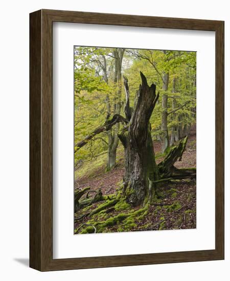 Old beech, Kellerwald-Edersee National Park, Paradies, Kellerwald, Hessia, Germany-Michael Jaeschke-Framed Photographic Print