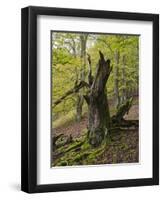 Old beech, Kellerwald-Edersee National Park, Paradies, Kellerwald, Hessia, Germany-Michael Jaeschke-Framed Photographic Print