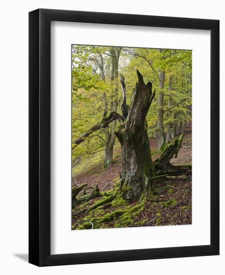 Old beech, Kellerwald-Edersee National Park, Paradies, Kellerwald, Hessia, Germany-Michael Jaeschke-Framed Photographic Print