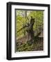 Old beech, Kellerwald-Edersee National Park, Paradies, Kellerwald, Hessia, Germany-Michael Jaeschke-Framed Photographic Print