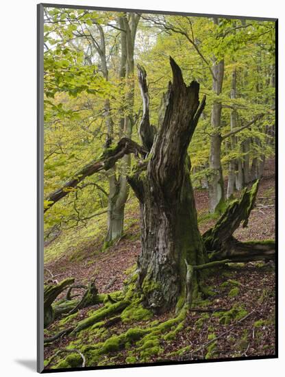 Old beech, Kellerwald-Edersee National Park, Paradies, Kellerwald, Hessia, Germany-Michael Jaeschke-Mounted Photographic Print