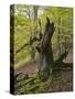 Old beech, Kellerwald-Edersee National Park, Paradies, Kellerwald, Hessia, Germany-Michael Jaeschke-Stretched Canvas
