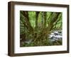 Old Beech Tree (Fagus Sp) with Rhododendron Growing on it's Trunk, Mtirala Np, Georgia, May 2008-Popp-Framed Photographic Print
