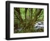 Old Beech Tree (Fagus Sp) with Rhododendron Growing on it's Trunk, Mtirala Np, Georgia, May 2008-Popp-Framed Photographic Print