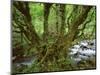 Old Beech Tree (Fagus Sp) with Rhododendron Growing on it's Trunk, Mtirala Np, Georgia, May 2008-Popp-Mounted Photographic Print