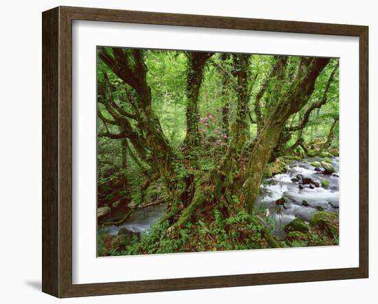 Old Beech Tree (Fagus Sp) with Rhododendron Growing on it's Trunk, Mtirala Np, Georgia, May 2008-Popp-Framed Photographic Print