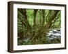 Old Beech Tree (Fagus Sp) with Rhododendron Growing on it's Trunk, Mtirala Np, Georgia, May 2008-Popp-Framed Photographic Print